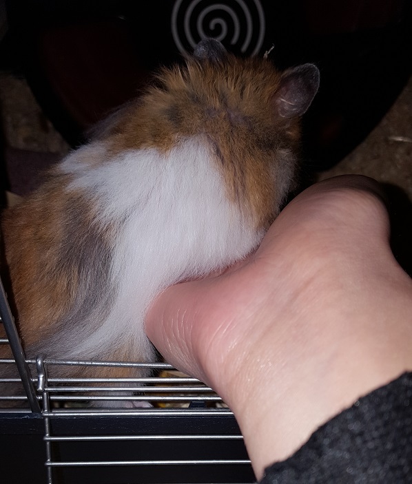 Hamster auf Hand