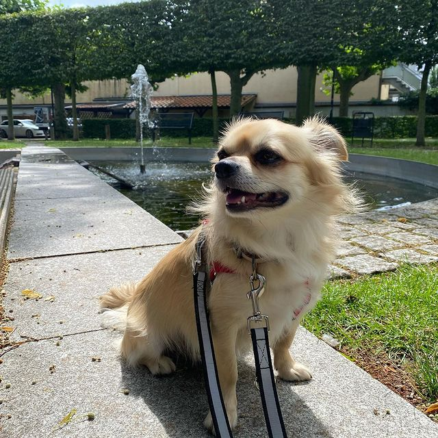 Hund sitzt vor einem Springbrunnen
