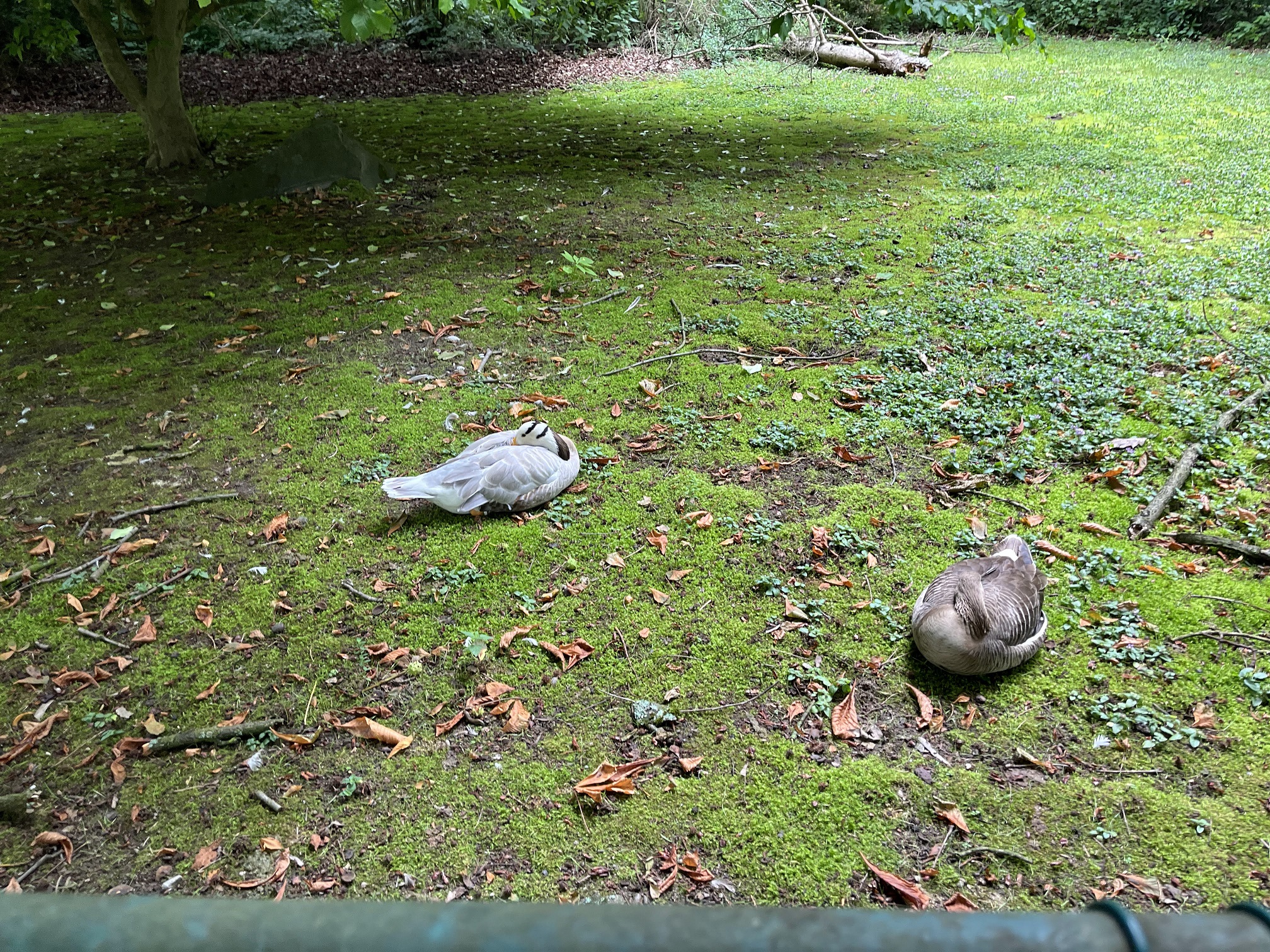 Enten liegen auf der Wiese