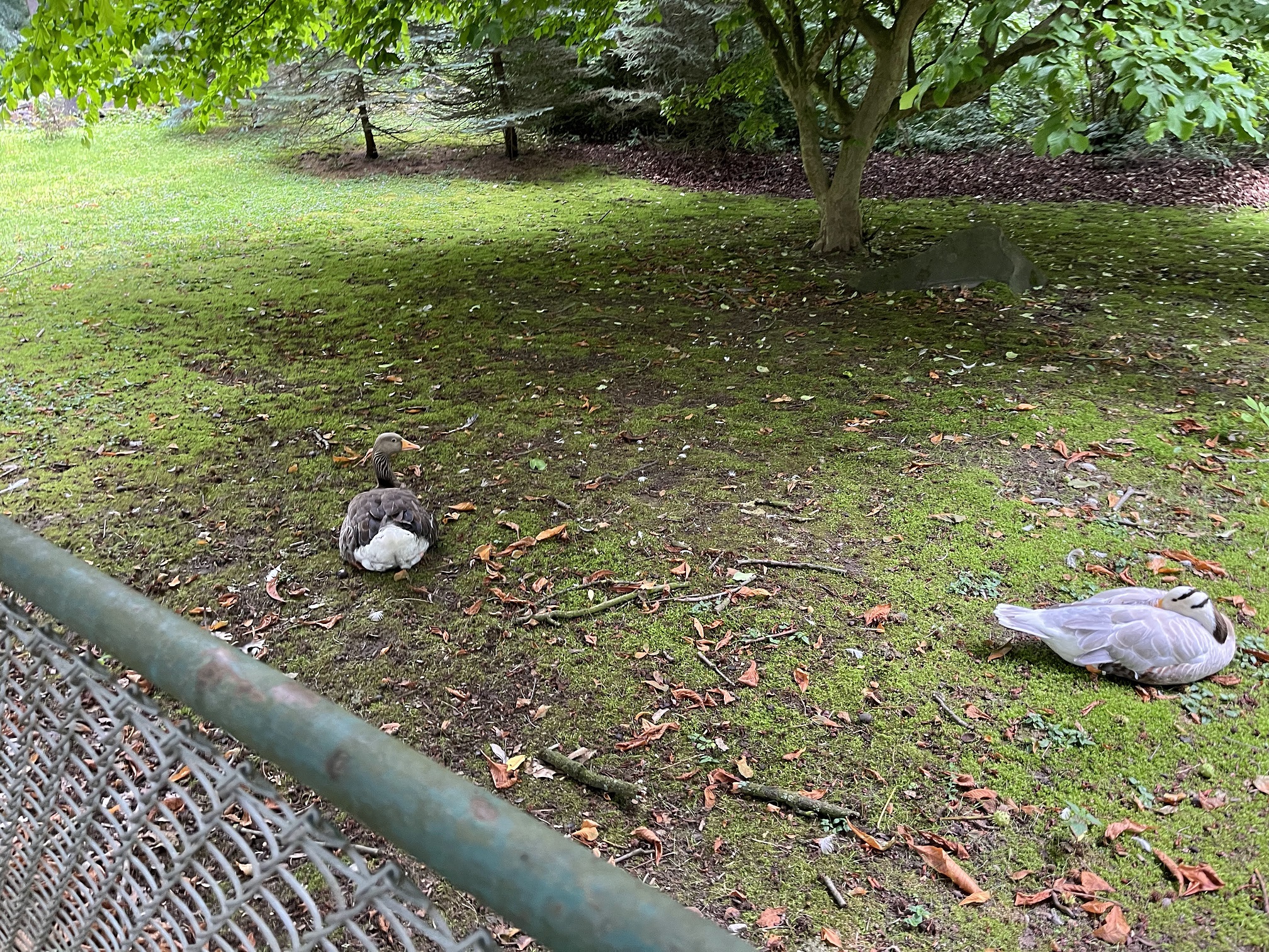 Enten liegen auf der Wiese