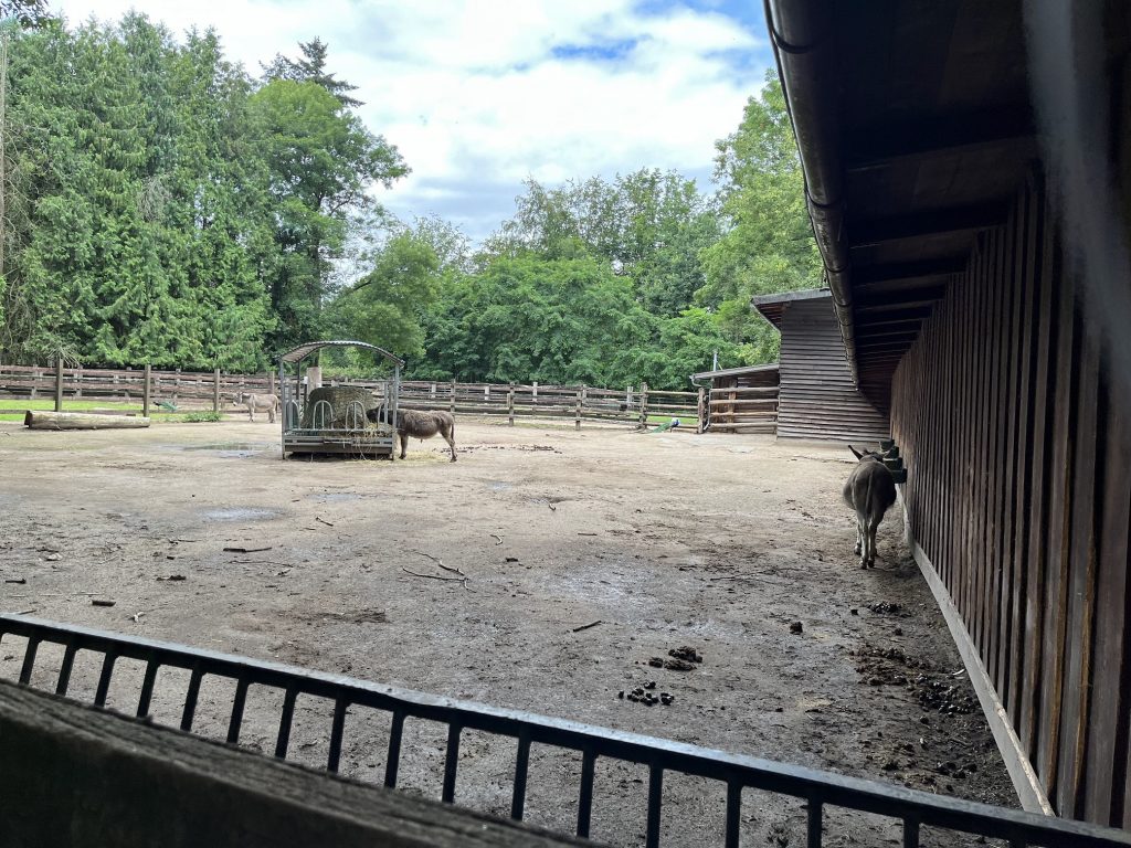 Esel im Tierpark Tannenbusch
