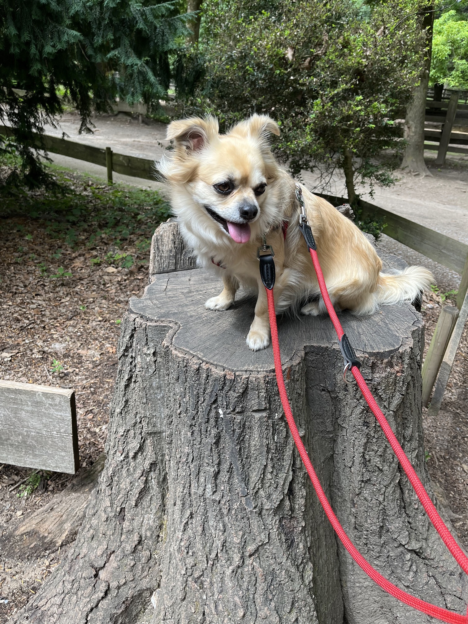 Otto sitzt auf einem Baumstamm