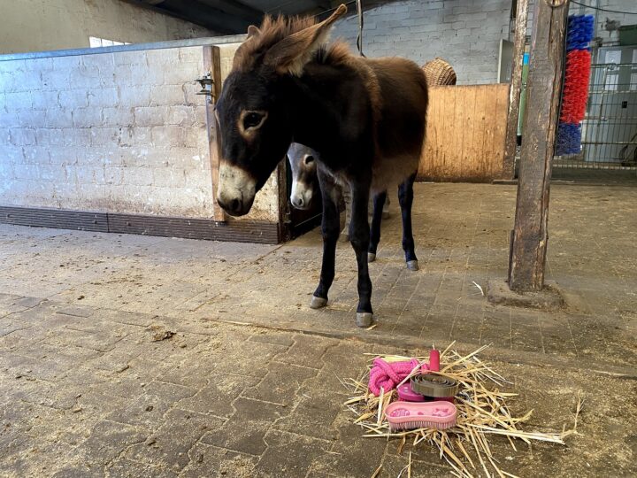 Ein brauner Esel namens Christel steht im Stall. Vor ihr auf dem Boden liegen rosa Bürsten, Führstrick, Hufkratzer. Ihr Geschenk.